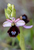 Ophrys aurelia