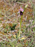 Ophrys aurelia