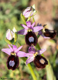 Ophrys aurelia