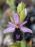 Ophrys aurelia