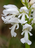 Orchis militaris f. albiflora