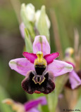 Ophrys drumana  O. demangei