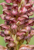 Anacamptis coriophora subsp. coriophora