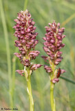 Anacamptis coriophora subsp. coriophora