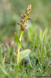 Coeloglossum viride