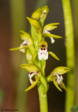 Corallorhiza trifida