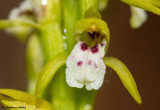 Corallorhiza trifida