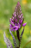 Dactylorhiza fuchsii X D. majalis