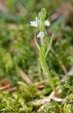 Goodyera repens