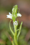 Goodyera repens