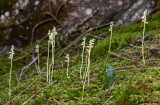 Goodyera repens