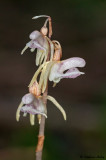Epipogium aphyllum 