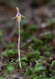 Epipogium aphyllum 