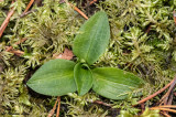 Goodyera repens