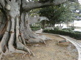 Ancient Ficus in Garden of Alameda de Apodaca