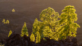 Parque Nacional del Teide Pins des Canaries au couch de soleil Tenerife.jpg