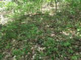 IMG_3027.JPG