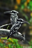 Martin pescatore bianco e nero - Pied Kingfisher (Ceryle rudis)