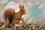 Scoiattolo rosso - Red squirrel - (Sciurus vulgaris)