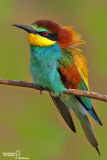 Gruccione-European Bee-eater (Merops apiaster)