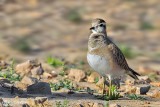 Piviere tortolino-Eurasian Dotterel  (Charadrius morinellus)