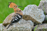 Upupa- Hoopoe (Upupa epops)