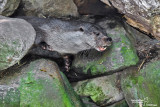 Lontra-Otter (Lutra lutra) 