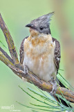 Cuculo dal ciuffo-Great Spotted Cuckoo  (Clamator glandarius)