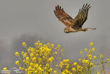 Albanella reale- Hen Harrier (Circus cyaneus)