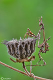 Empusa pennata