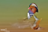 Anatra mandarina-Mandarin Duck (Aix galericulata)