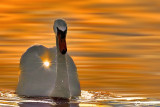 Cigno reale-Mute Swan (Cygnus olor)