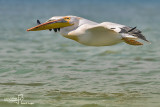 Pellicano bianco	 - Great White Pelican ( Pelecanus onocrotalus )