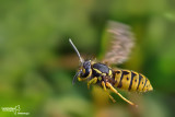 Vespula vulgaris