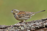 Zigolo nero- Cirl Bunting (Emberiza cirlus)