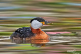 Svasso collorosso - Red-necked Grebe (Podiceps grisegena)