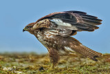 Poiana-Common Buzzard (Buteo buteo)