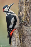 Picchio rosso maggiore-Great Spotted Woodpecker (Dendrocopos major)