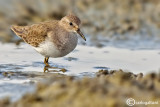 Gambecchio nano-Temminck's Stint (Calidris temminckii)