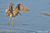 Beccaccino-Common Snipe (Gallinago gallinago)