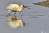 Spatola-Eurasian Spoonbill (Platalea leucorodia)