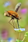 Bombyllus sp.