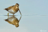 Beccaccino-Common Snipe (Gallinago gallinago)