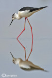 Cavaliere dItalia-Black-winged Stilt (Himantopus himantopus)