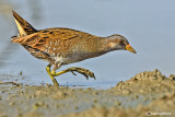 Voltolino-Spotted Crake (Porzana porzana)	