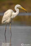 Airone bianco maggiore-Great Egret (Ardea alba)