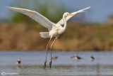 Airone bianco maggiore-Great Egret (Ardea alba)