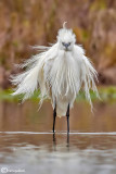 Garzetta- Little Egret (Egretta garzetta)