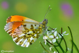 Anthocharis cardamines