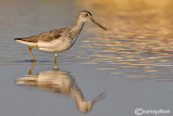 Pantana-Common Greenshank  (Tringa nebularia)